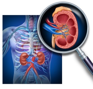Human kidney magnification from a body as a medical diagram with a cross section of the inner organ with red and blue arteries and adrenal gland as a health care illustration of the anatomy of the urinary system.